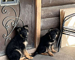 Собаки в Москве: щенки немецкая овчарка Мальчик, Бесплатно - фото 1