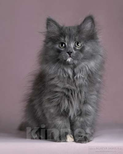 Кошки в Москве: Высокопородная  сибирская девочка Девочка, Бесплатно - фото 1