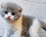 Кошки в Барнауле: Шотландская вислоухая кошка короткошёрстная Девочка, 10 000 руб. - фото 2