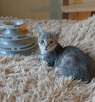 Кошечка Дымочка 3 месяца