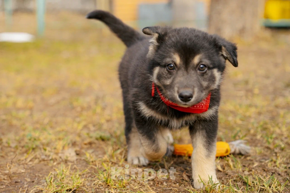 Собаки в Красногорске: Щенок девочка Юкки ищет дом Девочка, Бесплатно - фото 2