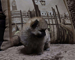 Собаки в Липецке: Маленькие комочки счастья ищут свой дом Мальчик, 12 000 руб. - фото 2