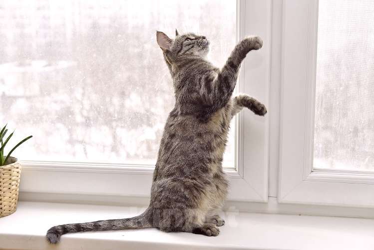 Кошки в Москве: Ручной котопёс Ириска в добрые руки Девочка, 1 руб. - фото 6