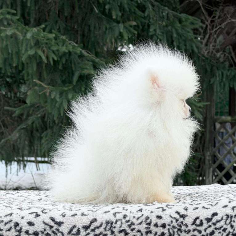 Собаки в Санкт-Петербурге: Супермини шпиц мальчик Мальчик, 20 000 руб. - фото 6