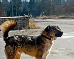 Собаки в Санкт-Петербурге: Шикарный ласковый пёс Мальчик, Бесплатно - фото 10