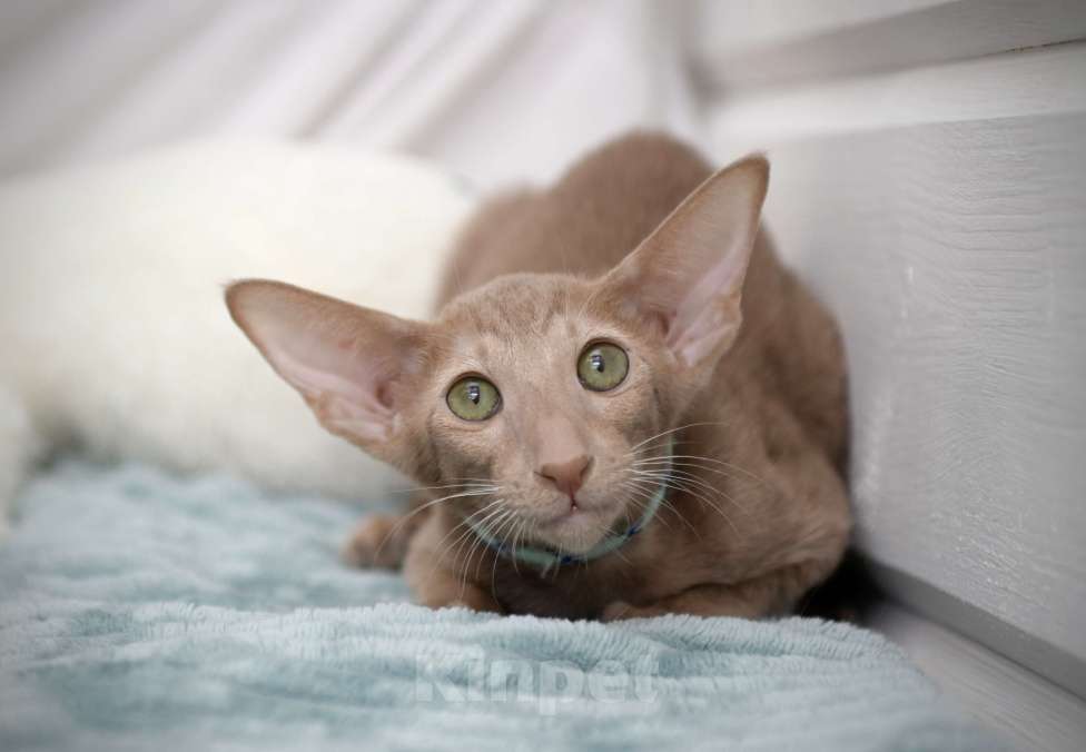 Кошки в Санкт-Петербурге: Ориентальные котята с документами  Девочка, 70 000 руб. - фото 3