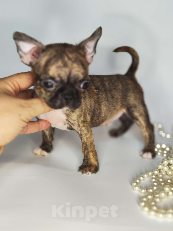 Собаки в Хотьково: Мальчики чихуахуа бейби фейс  Мальчик, 25 000 руб. - фото 3