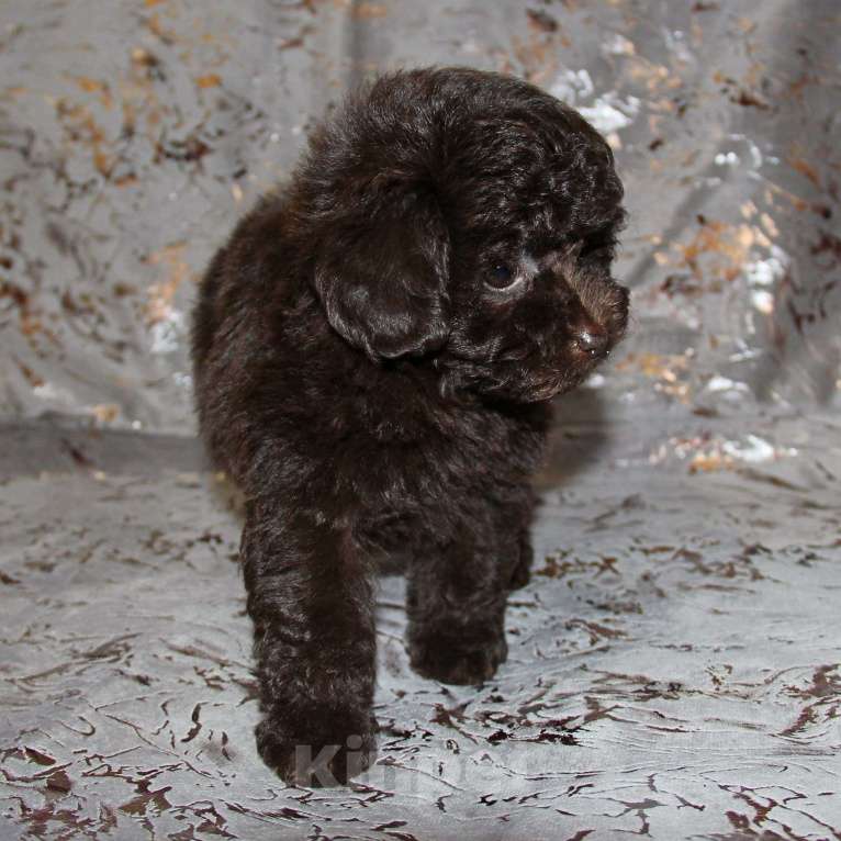 Собаки в Санкт-Петербурге: ❤️ Щенок той-пуделя девочка шоколадная. СПб Девочка, 80 000 руб. - фото 2