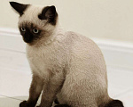 Кошки в Грозном: Котята Девочка, 15 000 руб. - фото 2