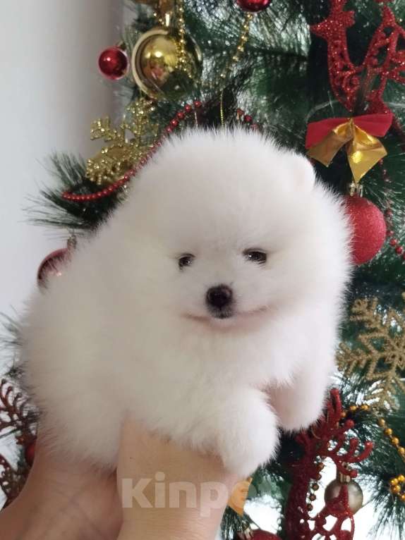 Собаки в Нижнем Новгороде: Девочка Померанский шпиц Девочка, 50 000 руб. - фото 1