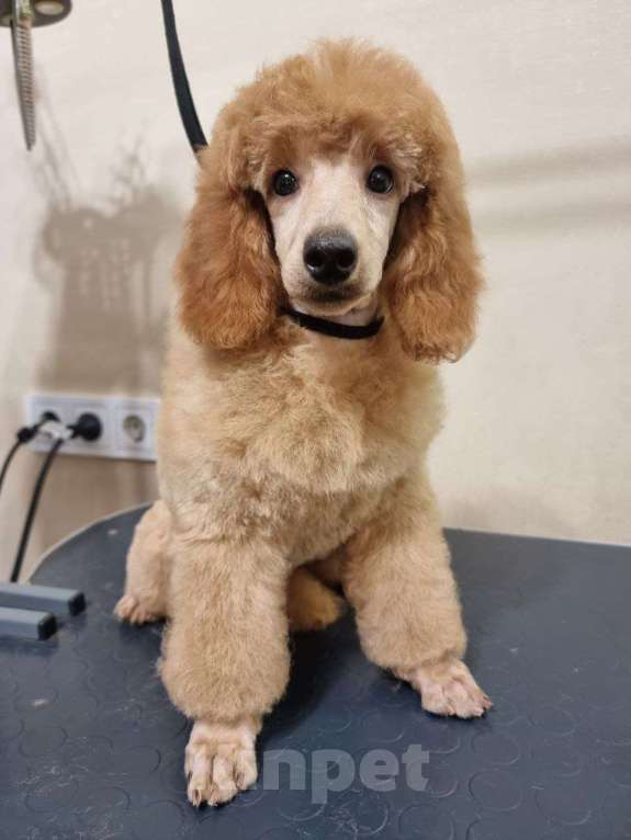 Собаки в Красноярске: Щенки миниатюрного рыжего пуделя Девочка, Бесплатно - фото 3