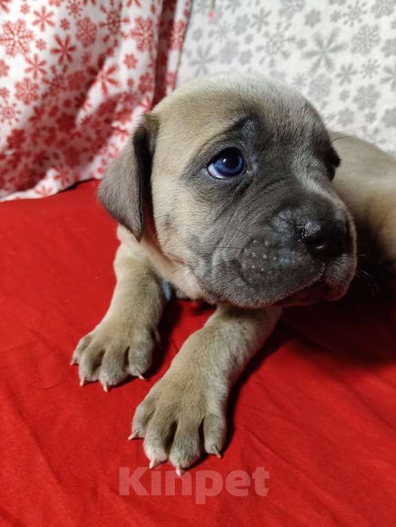 Собаки в других городах Краснодарского края: Кане-Корсо, щенок Девочка, 25 000 руб. - фото 2