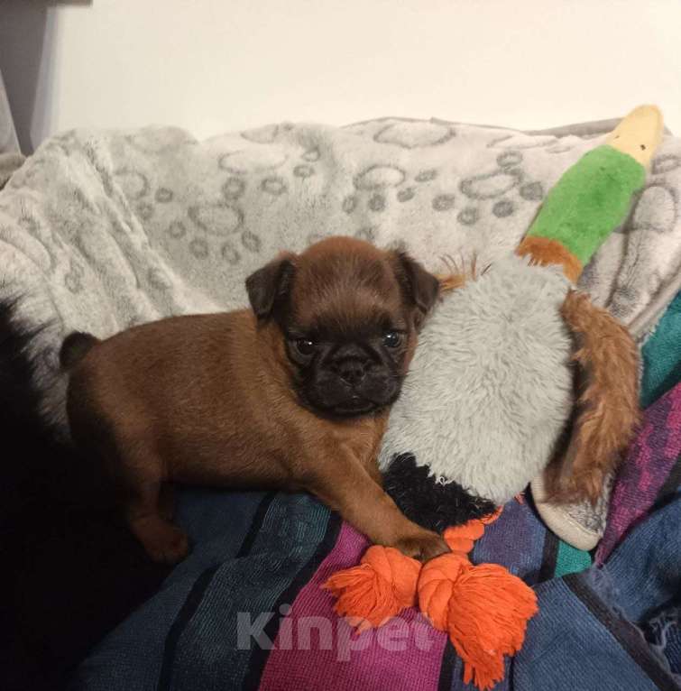 Собаки в Пскове: Щенок пти брабансон Девочка, Бесплатно - фото 1