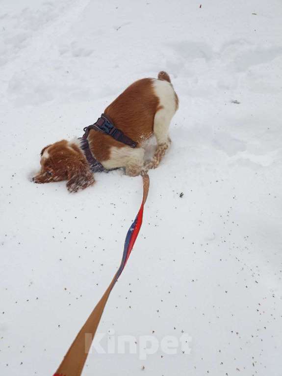 Собаки в Мытищах: Щенок бретонского эпаньоля Мальчик, 45 000 руб. - фото 2