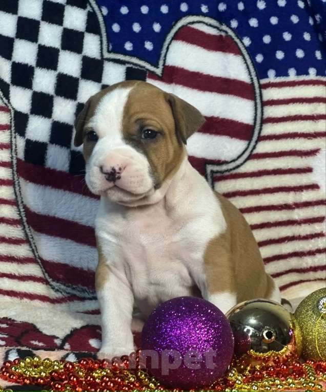 Собаки в Владивостоке: Камчатский край Мальчик, 60 000 руб. - фото 3