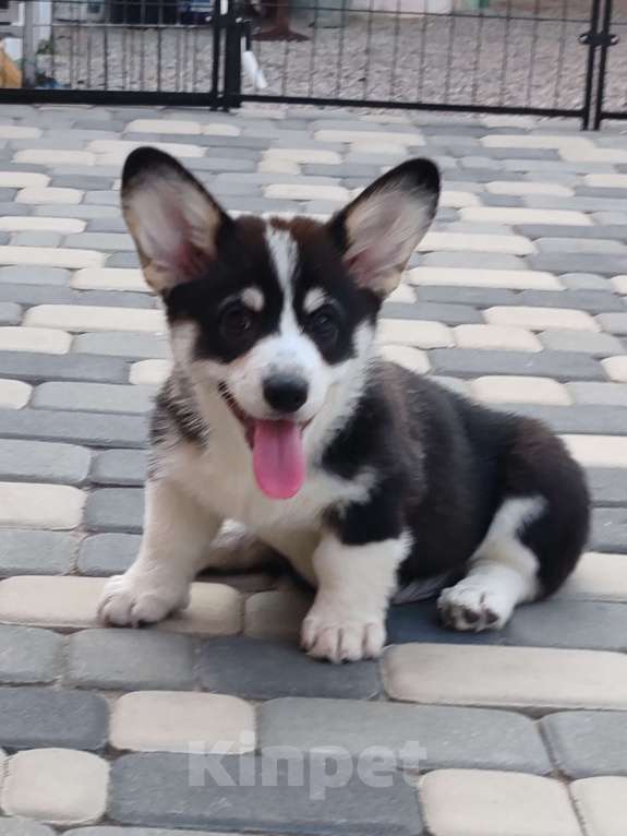 Собаки в Симферополе: Мальчик триколор  Мальчик, 50 000 руб. - фото 2