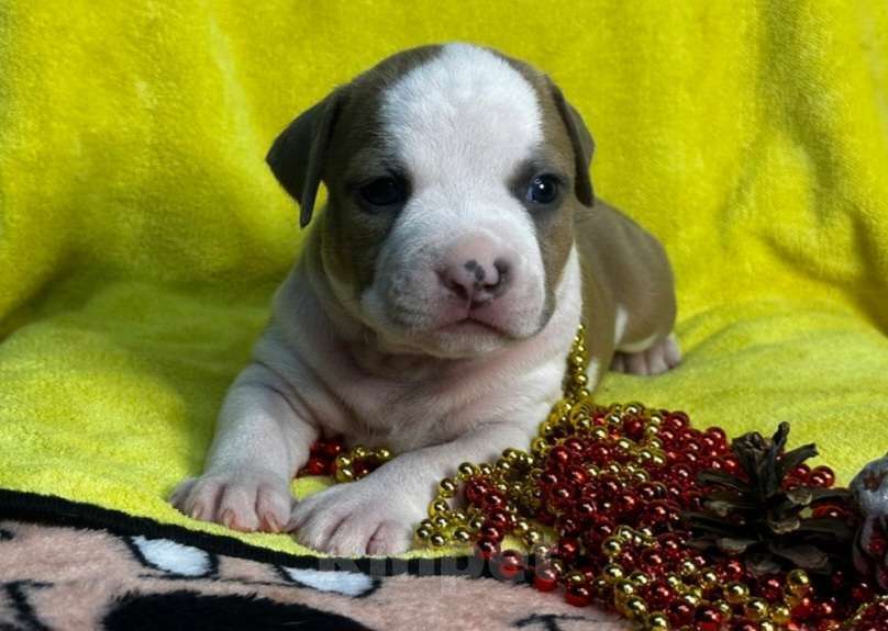 Собаки в Магадане: Щенки Стаффордширского терьера Девочка, 60 000 руб. - фото 2
