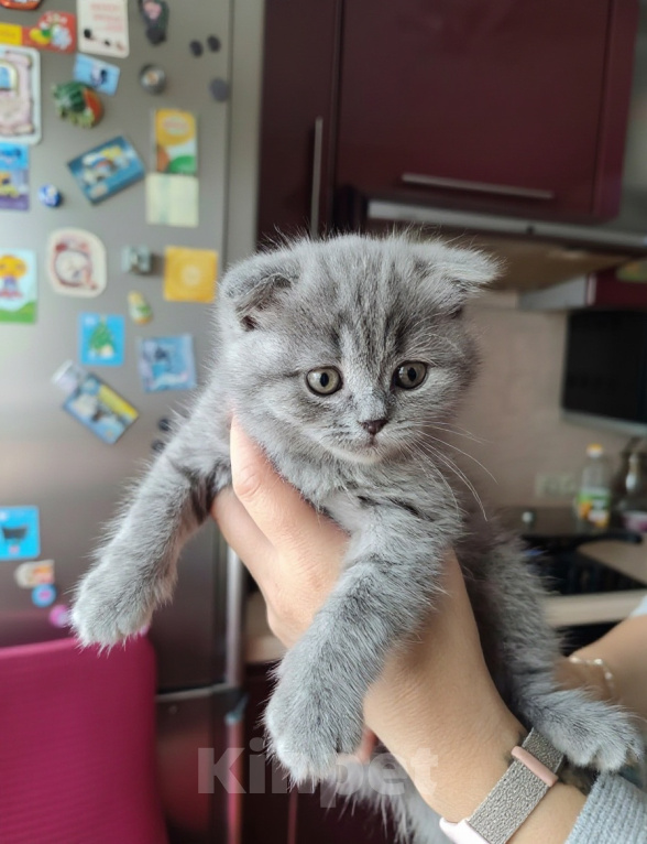Кошки в Электростали: Шотландский вислоухий котёнок Девочка, 15 000 руб. - фото 1