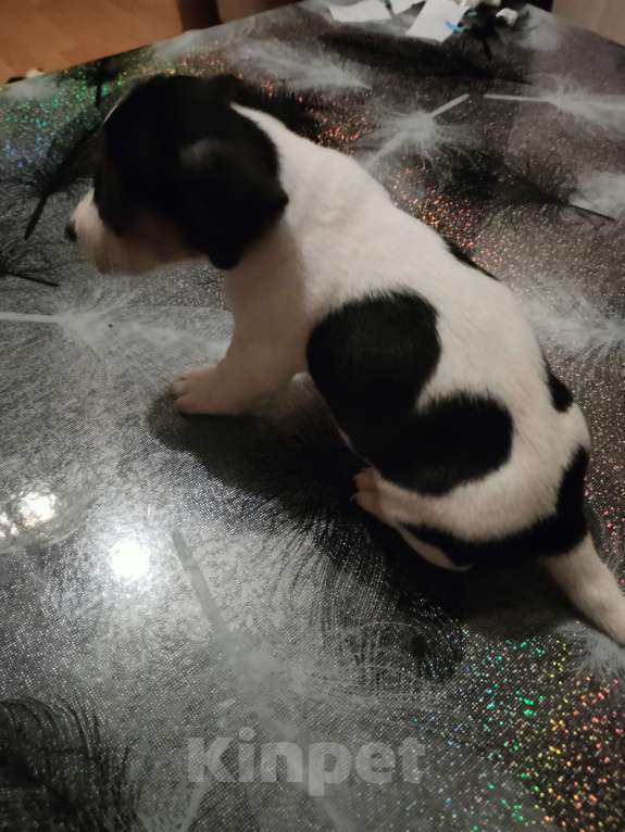 Собаки в Москве: Щенок 3 Мальчик, 30 000 руб. - фото 7