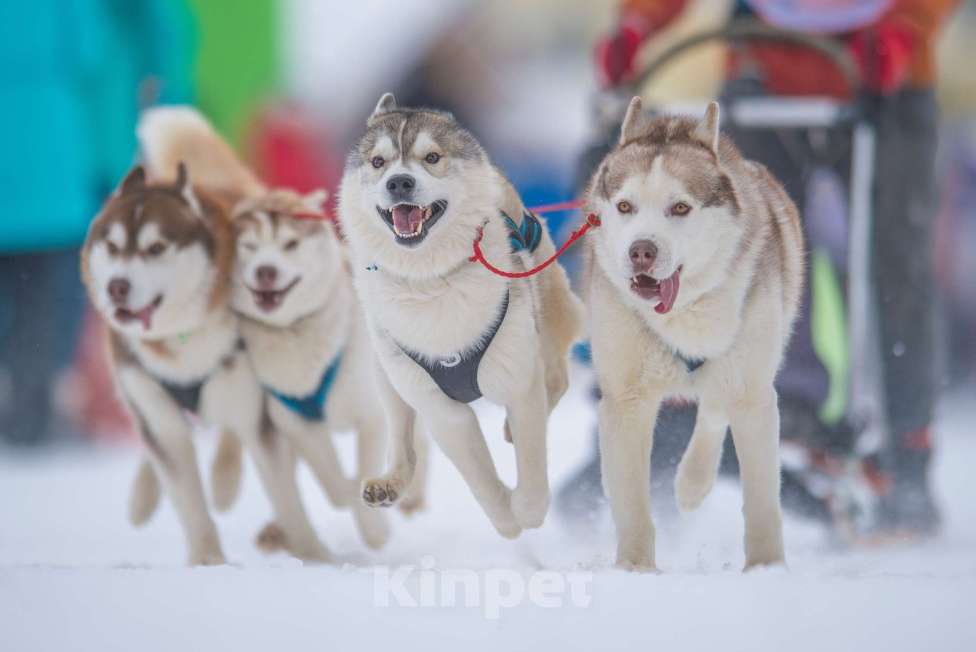 Собаки в Екатеринбурге: Девочки хаски РКФ Девочка, 45 000 руб. - фото 2