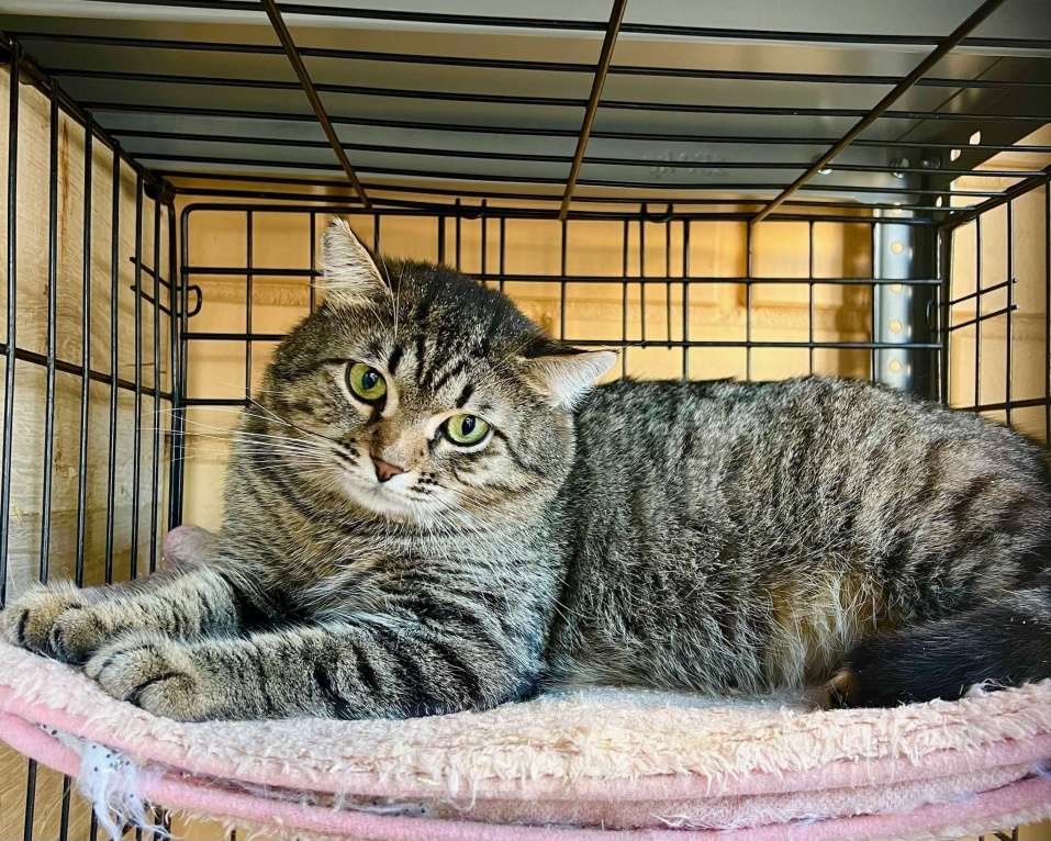 Кошки в Москве: Полосатый котик Плюшкин в добрые руки Мальчик, Бесплатно - фото 6