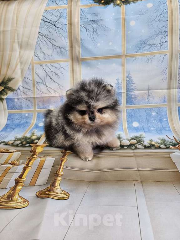 Собаки в Тюмени: Мраморный мальчик Мальчик, Бесплатно - фото 6