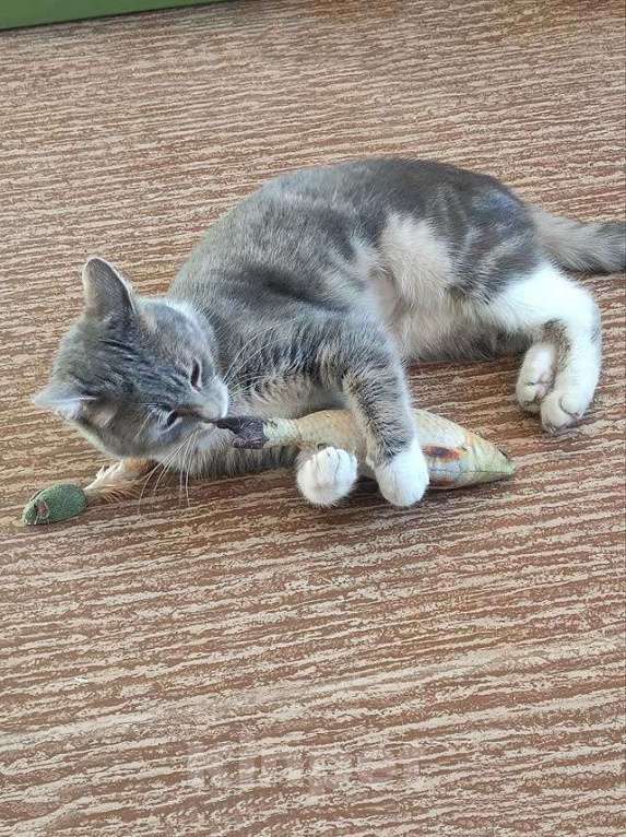 Кошки в Санкт-Петербурге: Мэй, серебристо-дымчатая кошечка, ищет свой дом Девочка, 10 руб. - фото 4