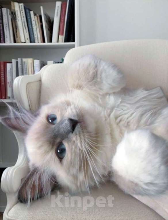 Кошки в Москве: Роскошный мальчик Рэгдолл 3 мес Мальчик, 100 000 руб. - фото 1