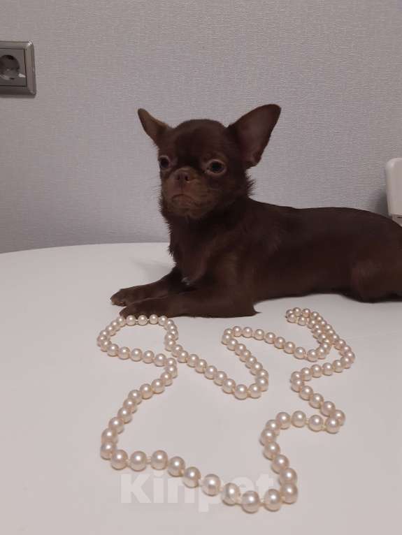 Собаки в Санкт-Петербурге: Красивая Чихуахуа Девочка, 50 000 руб. - фото 2
