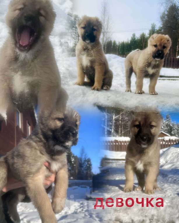 Собаки в Медвежьегорске: Продам щенков Мальчик, Бесплатно - фото 9