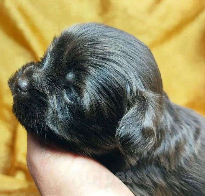 Собаки в Нижнем Новгороде: Щенки из профессионального питомника Девочка, Бесплатно - фото 3