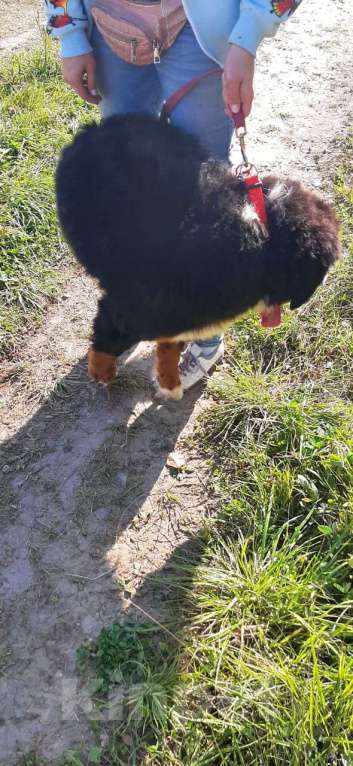 Собаки в Тобольске: Щенокберна Мальчик, 60 000 руб. - фото 5