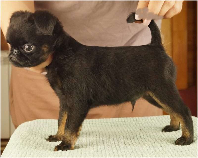 Собаки в Москве: ТИПА Мальчик, 150 000 руб. - фото 5