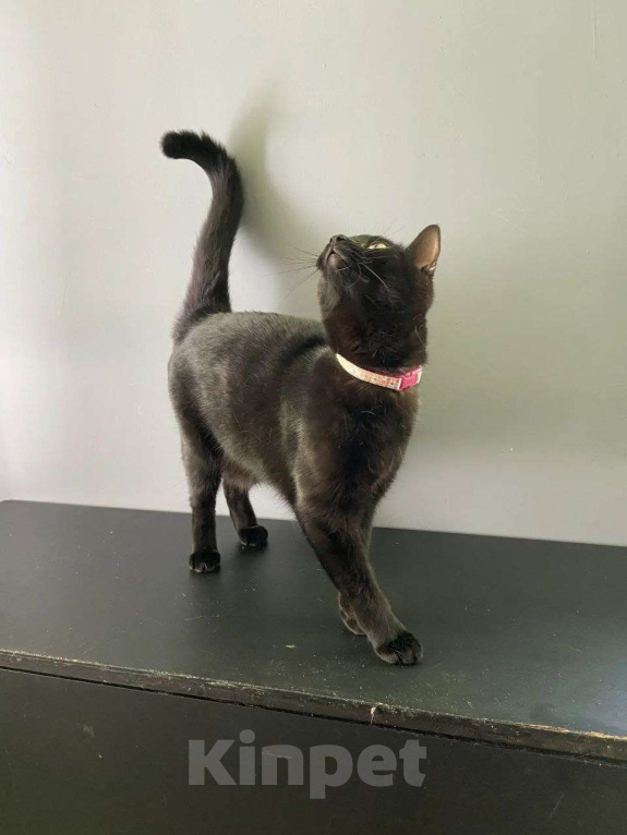 Кошки в Москве: Очаровательная Ночка ищет семью Девочка, Бесплатно - фото 4