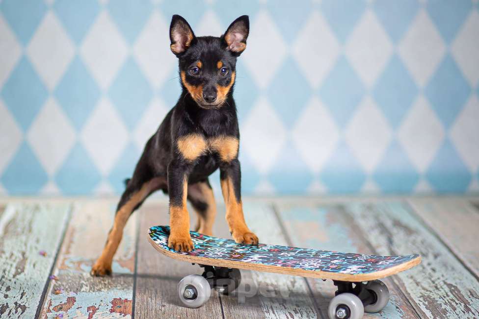 Собаки в Москве: Щенки от шпица и пинчера в добрые руки Девочка, 1 руб. - фото 4