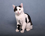 Кошки в Москве: Красивый и элегантный котенок-подросток Симба в добрые руки Мальчик, 10 руб. - фото 1