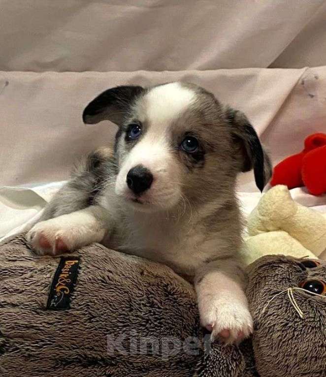 Собаки в Нижнем Новгороде: Вельш Корги Кардиган продажа  Мальчик, 50 000 руб. - фото 3