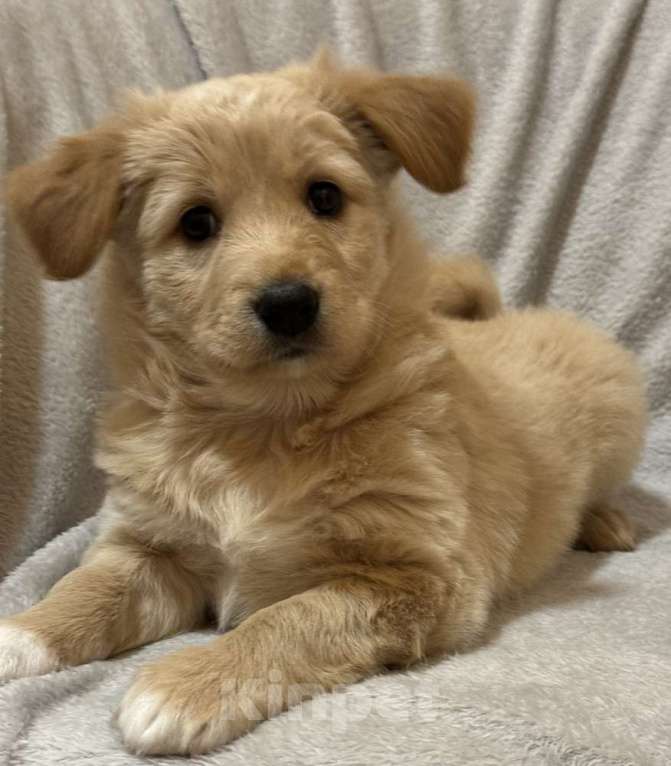 Собаки в Москве: Щенки от маленькой белой собачки в дар Девочка, 1 руб. - фото 5