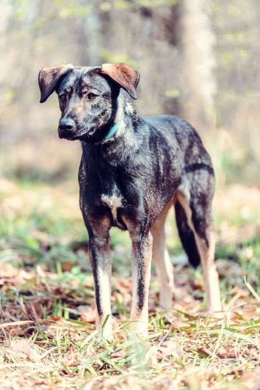 Собаки в Москве: Демера Девочка, Бесплатно - фото 2