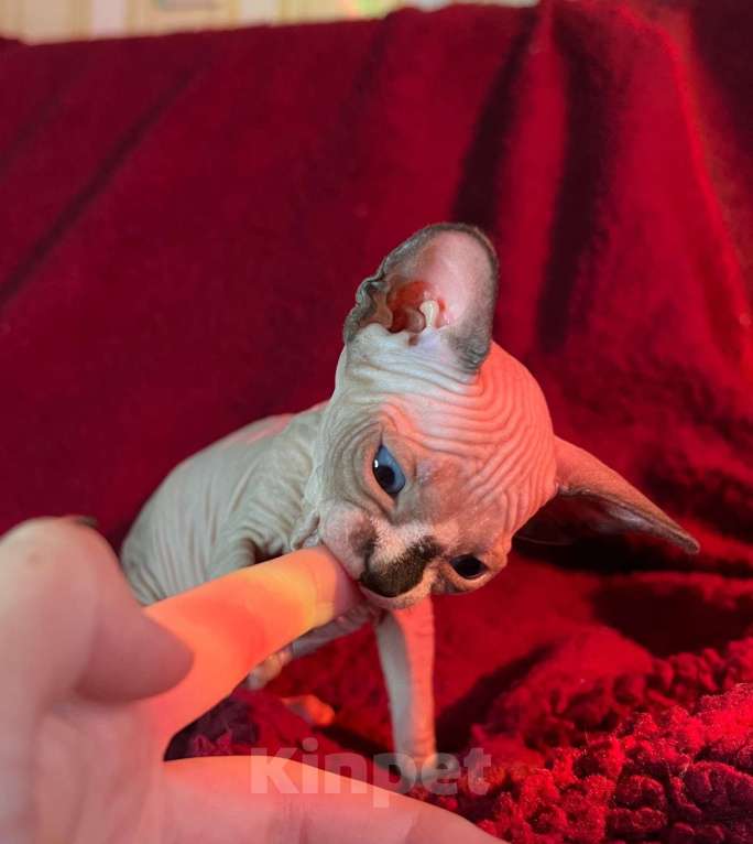 Кошки в Воронеже: Канадский сфинкс котёнок Мальчик, 15 000 руб. - фото 1