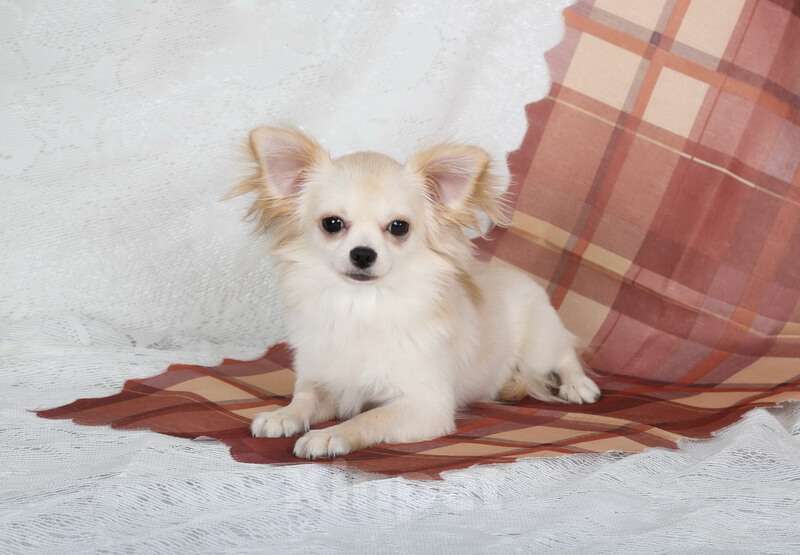 Собаки в Люберцах: Чихуахуа крем Мальчик, 90 000 руб. - фото 4