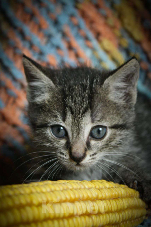 Кошки в Москве: Котенок Джульбарс ищет дом Мальчик, Бесплатно - фото 2