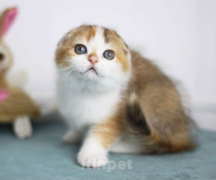 Кошки в Москве: Гаëн Девочка, 30 000 руб. - фото 1