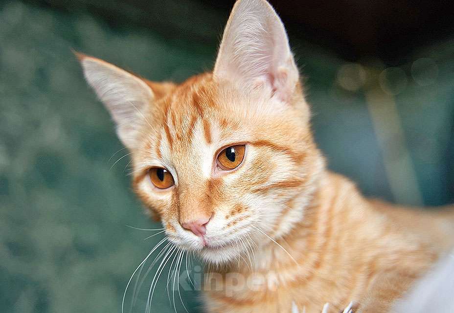 Кошки в Москве: Котёнок Марчелло - рыжее солнышко в добрые руки Мальчик, 10 руб. - фото 8