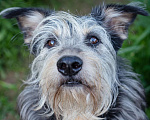 Собаки в Волоколамске: Собака-компаньон, приучена к домашней жизни Девочка, Бесплатно - фото 1