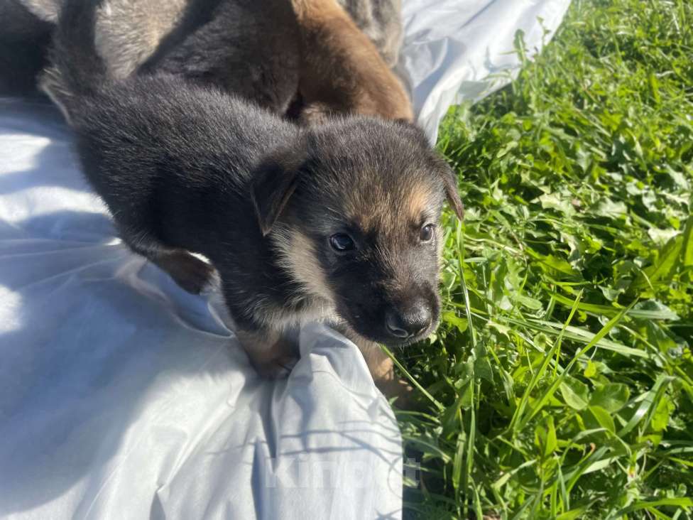 Собаки в Москве: Щенки немецкой овчарки Мальчик, 5 000 руб. - фото 5