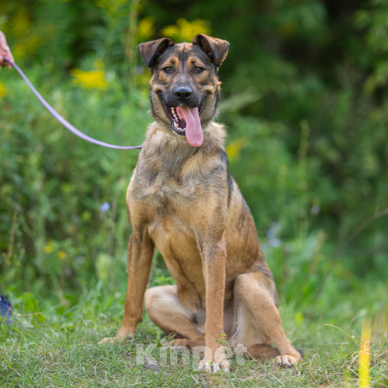 Собаки в Москве: Симба Мальчик, Бесплатно - фото 4