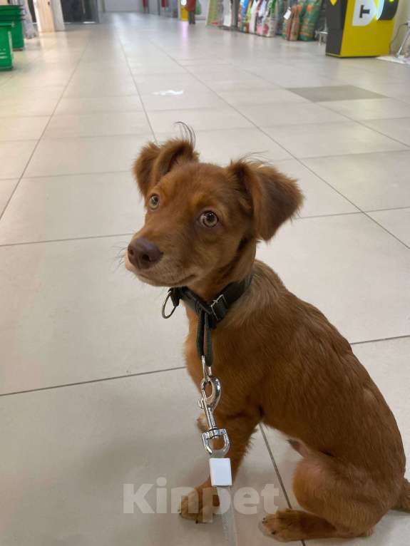 Собаки в Москве: Щенок ксолоитцкуинтли Мальчик, 20 000 руб. - фото 8