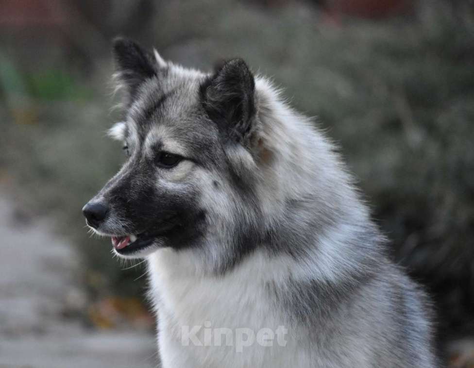 Собаки в Москве: Ненецкая оленегонная лайка. Сука Чинар. Девочка, 60 000 руб. - фото 5