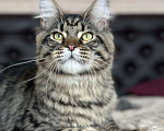 Кошки в Дедовске: Очаровательный Игнат  Мальчик, 35 000 руб. - фото 2